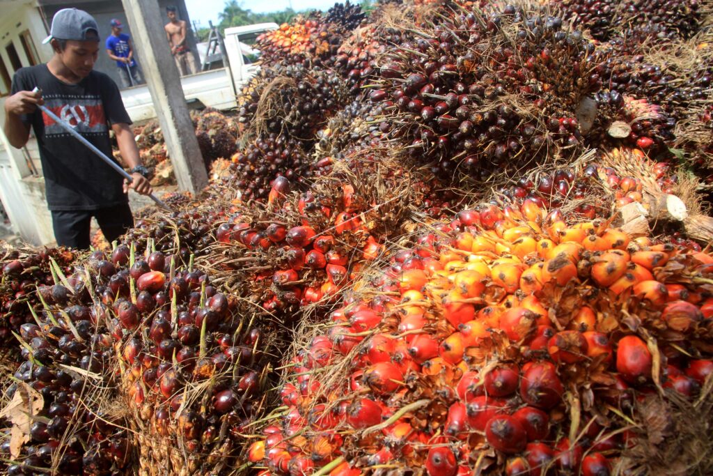 TANDAN BUAH SEGAR KELAPA SAWIT