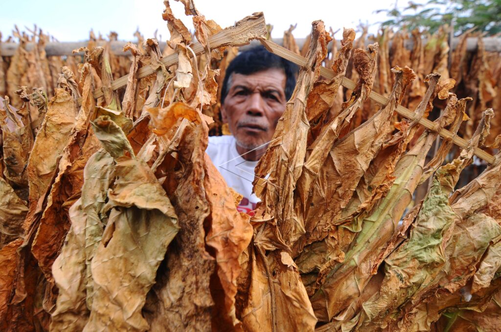 DRY TOBACCO LEAVES