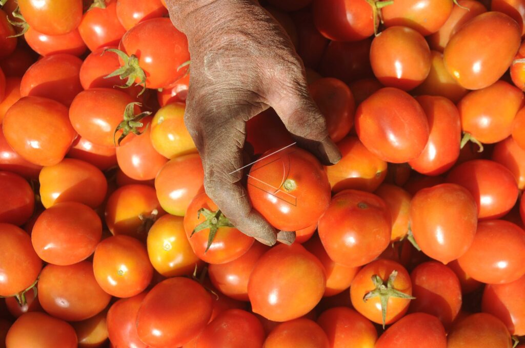 TOMATOES PRICE PLUMMETS