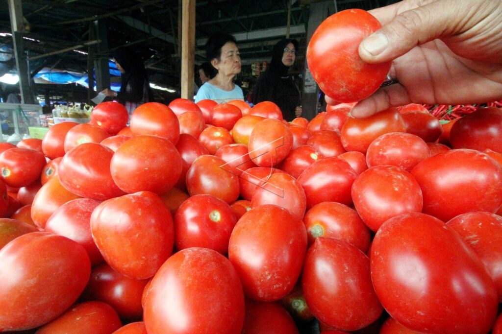 TOMATOES PRICE RISE