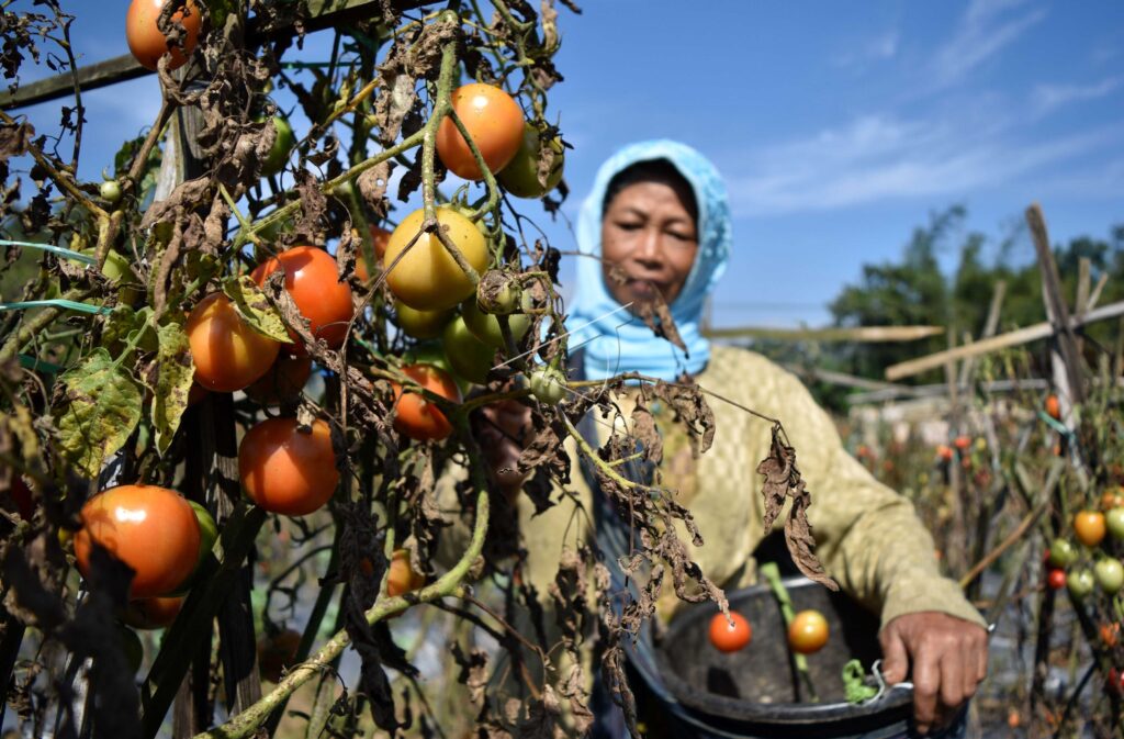 TOMATOES HARVEST IN SEMARANG