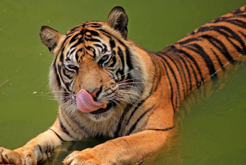 SUMATRAN TIGER