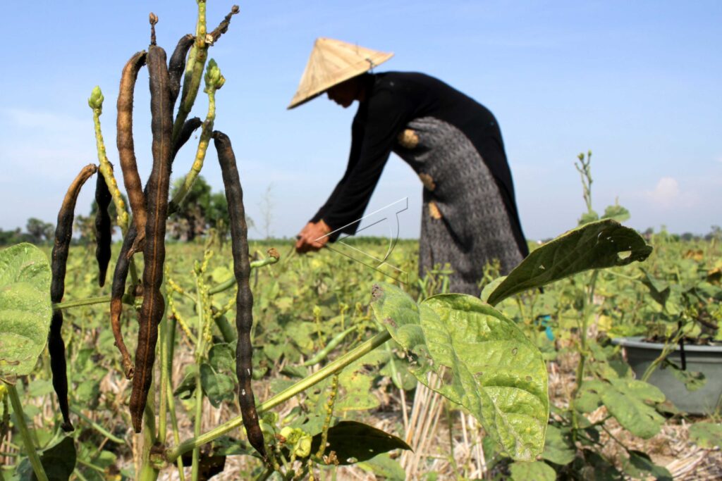 GREEN BEANS HARVEST NOT OPTIMAL