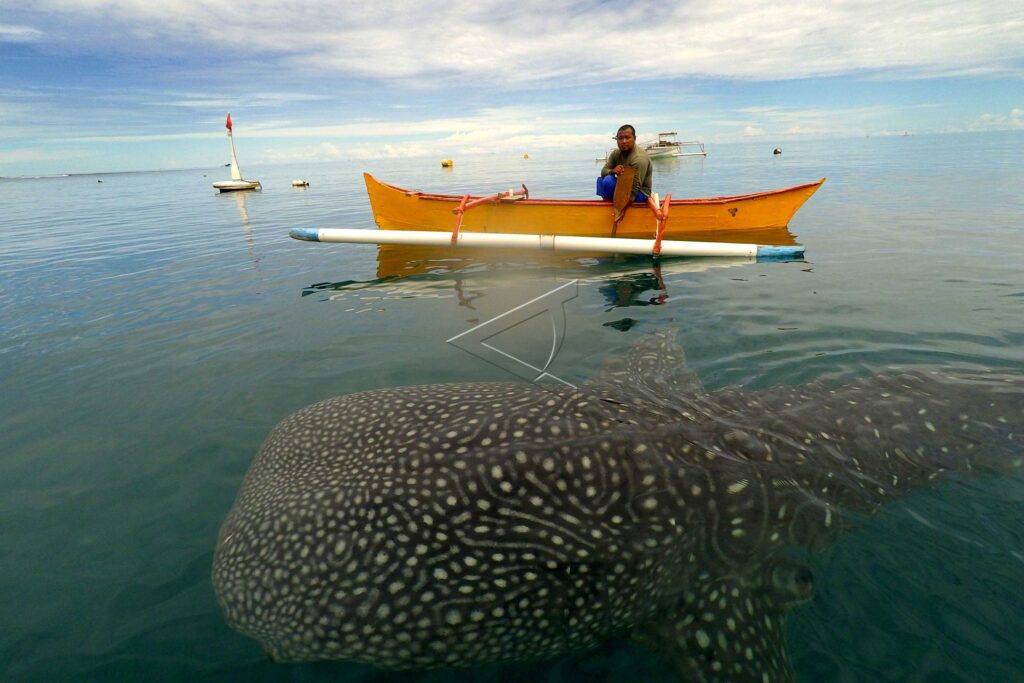 BONE BOLANGO WHALE SHARK