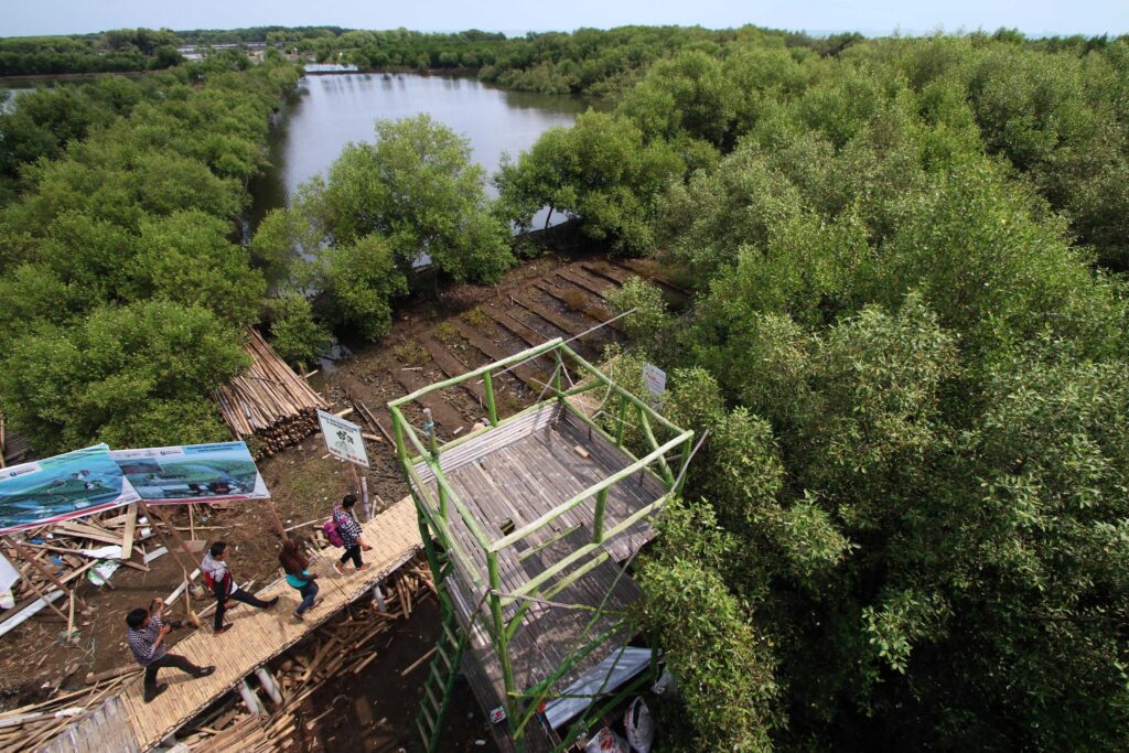 KARANGSONG MANGROVE FOREST TOUR