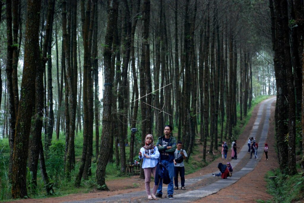 KRAGILAN PINE FOREST