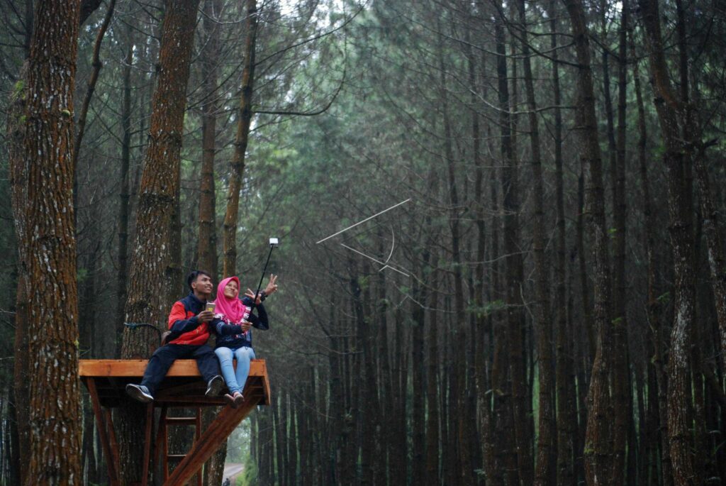 KRAGILAN PINE FOREST