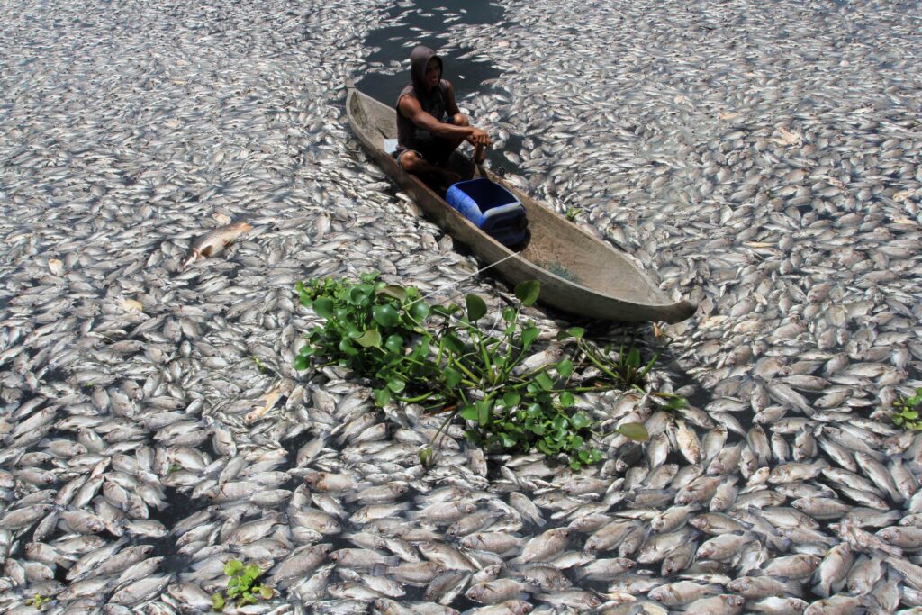 DEAD FISH IN FLOATING CAGE IN MANINJAU