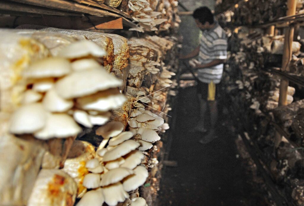 OYSTER MUSHROOM HARVEST