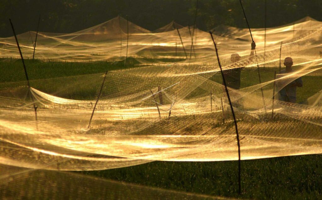 JARING PENGUSIR HAMA BURUNG