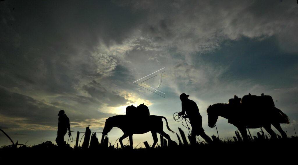 USE HORSE TO CARRY CROPS