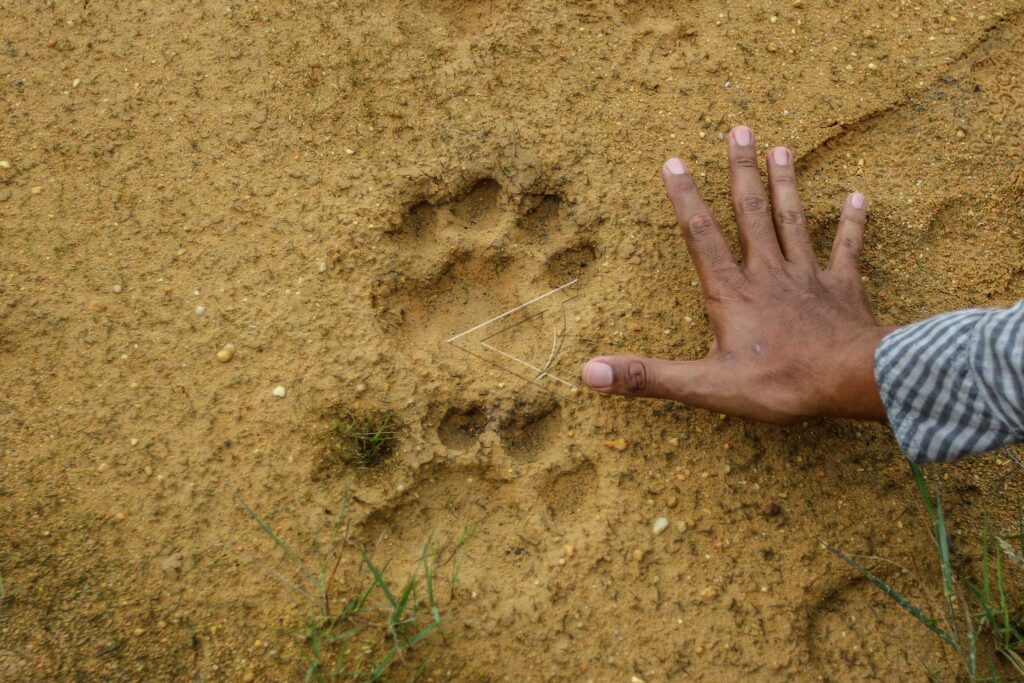 SUMATRAN TIGER FOOTPRINTS