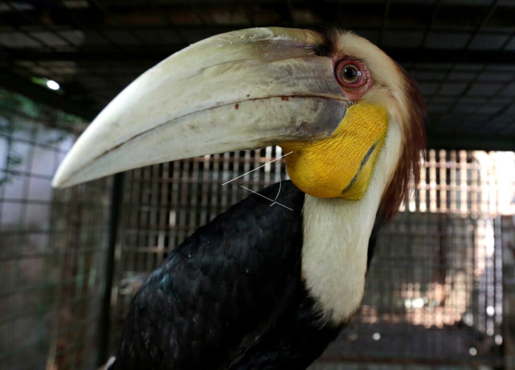 GOLDEN HORNBILL – ACEROS UNDULATUS