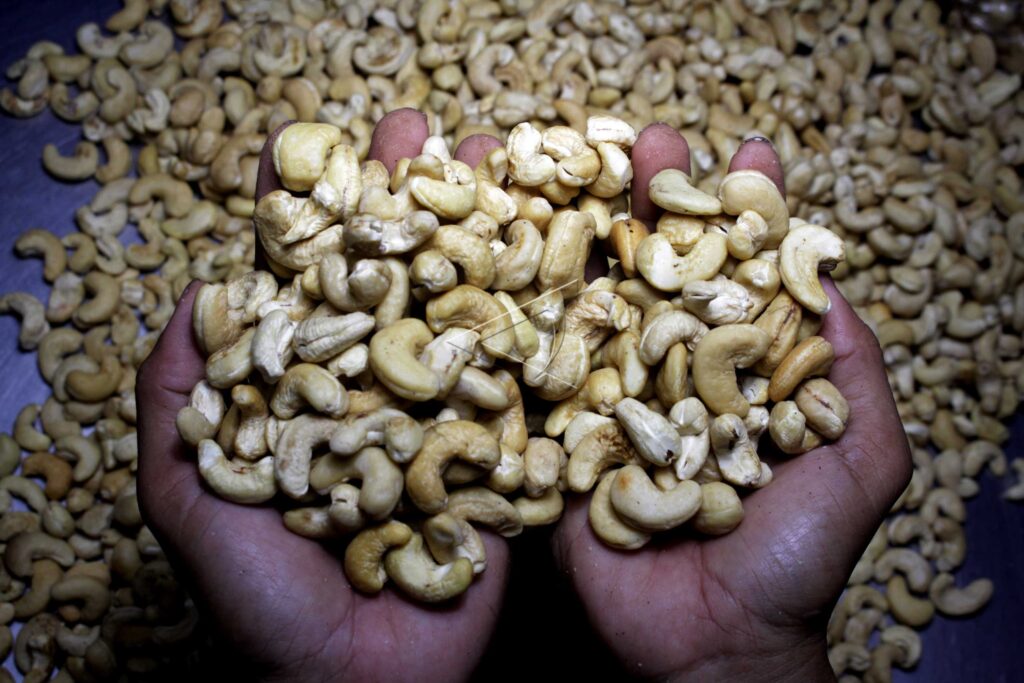 KACANG METE KUALITAS EKSPOR