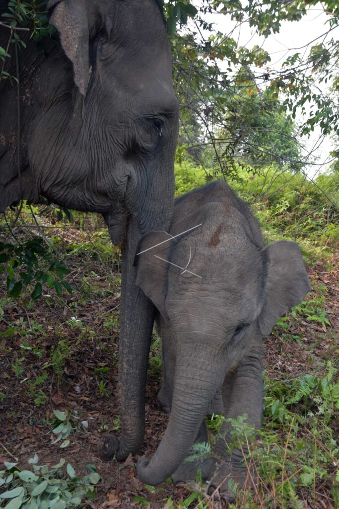 BABY SUMATRAN ELEPHANT