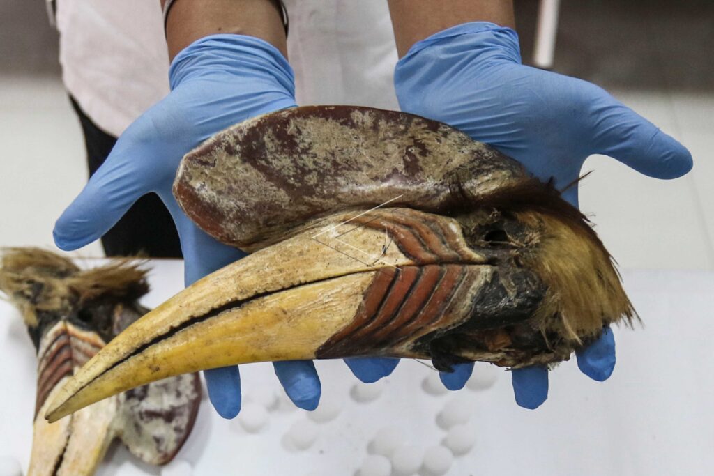 SULAWESI HORNBILL ILLEGAL TRADE