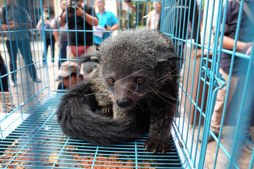 BINTURONG ILLEGAL RAISING