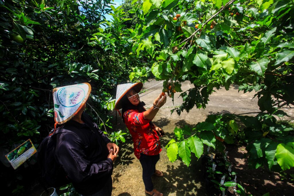 KEBUN BUAH LANGKA SEDAYU