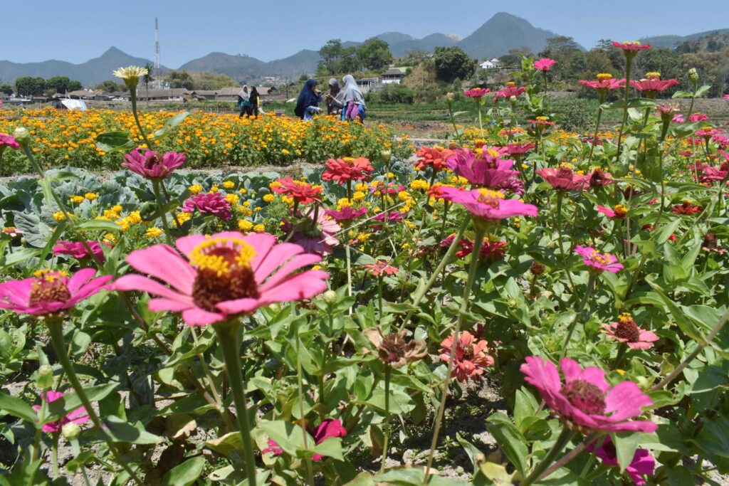 KEBUN BUNGA MAGETAN