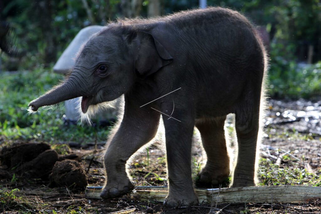 BABY SUMATRAN ELEPHANT