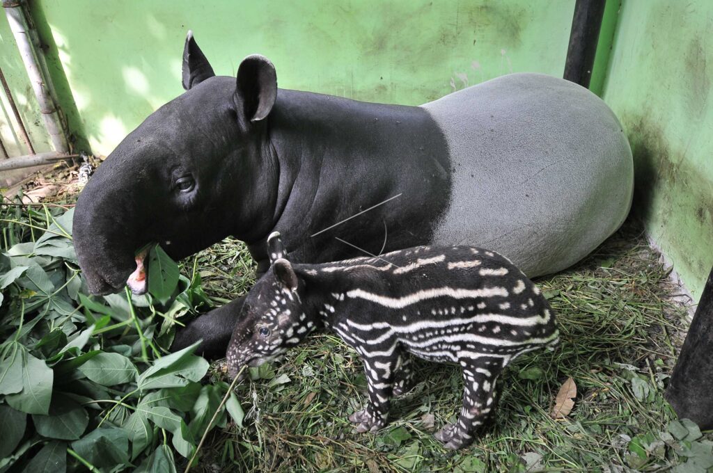 ASIAN TAPIRS