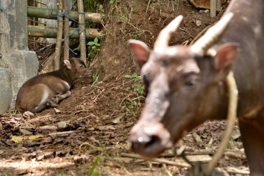 ANOA – BABULUS SP
