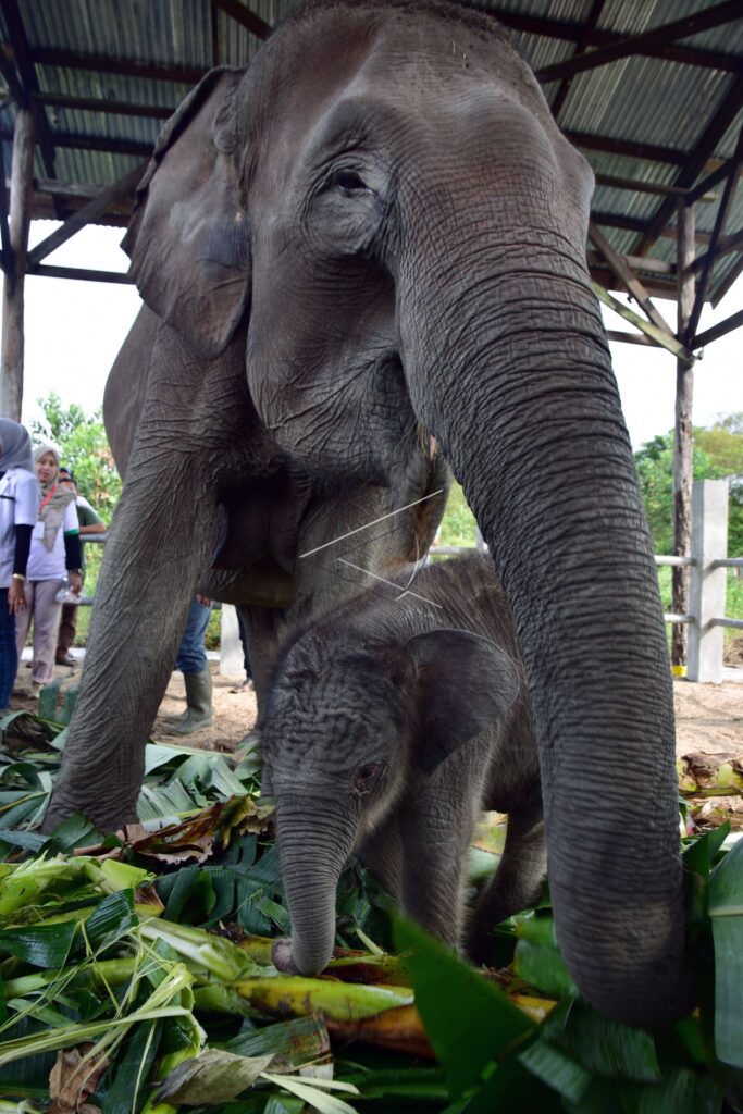 BABY SUMATRAN ELEPHANT