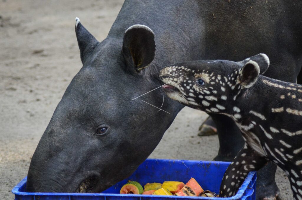 BABY TAPIR AT BANDUNG ZOO
