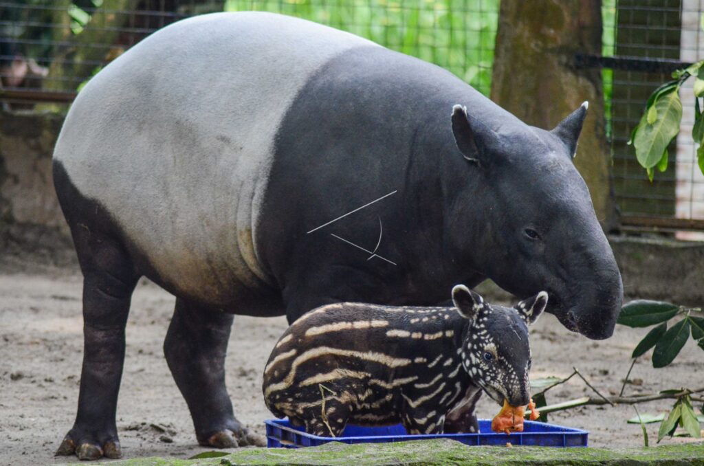 BABY TAPIR AT BANDUNG ZOO