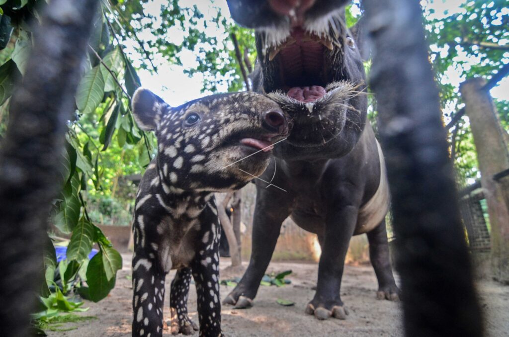 BABY TAPIR AT BANDUNG ZOO
