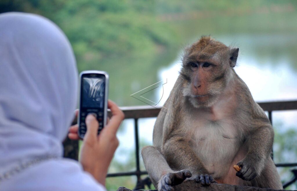 LONG-TAILED MACAQUE