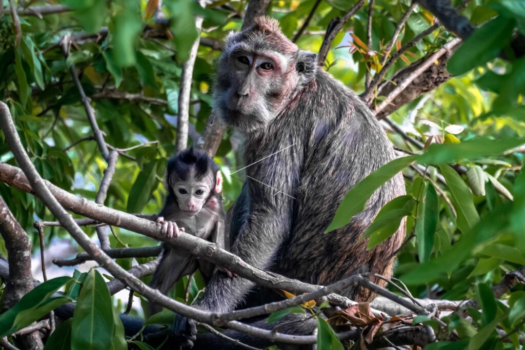 LONG-TAILED MACAQUE