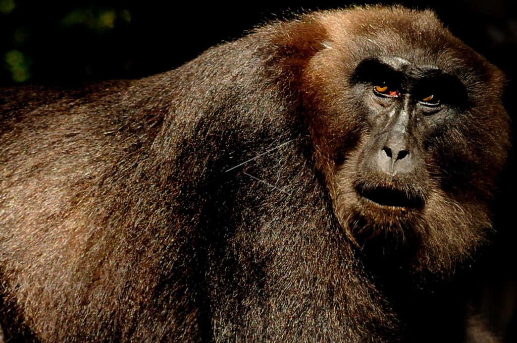 KERA HITAM TAMAN NASIONAL BANTIMURUNG