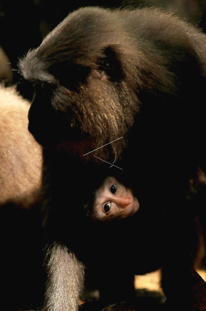 KERA HITAM TAMAN NASIONAL BANTIMURUNG