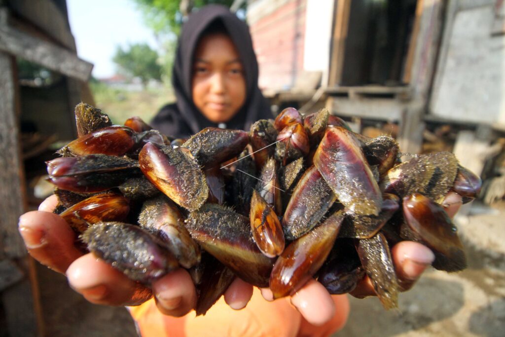 MUSSELS IN PUSONG RIVER