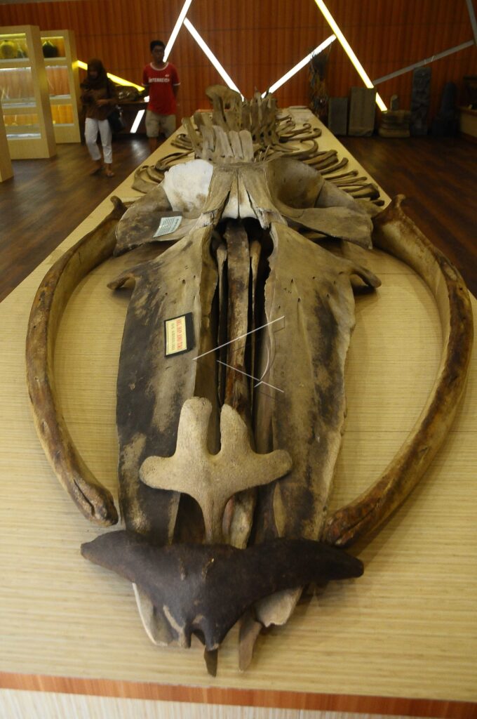 GIANT FISH SKELETON