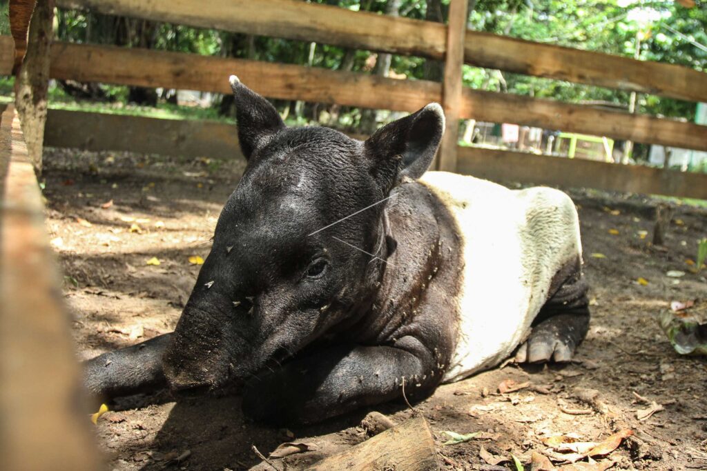 ANIMAL CLINIC OF NATURAL RESOURCES CONSERVATION CENTER