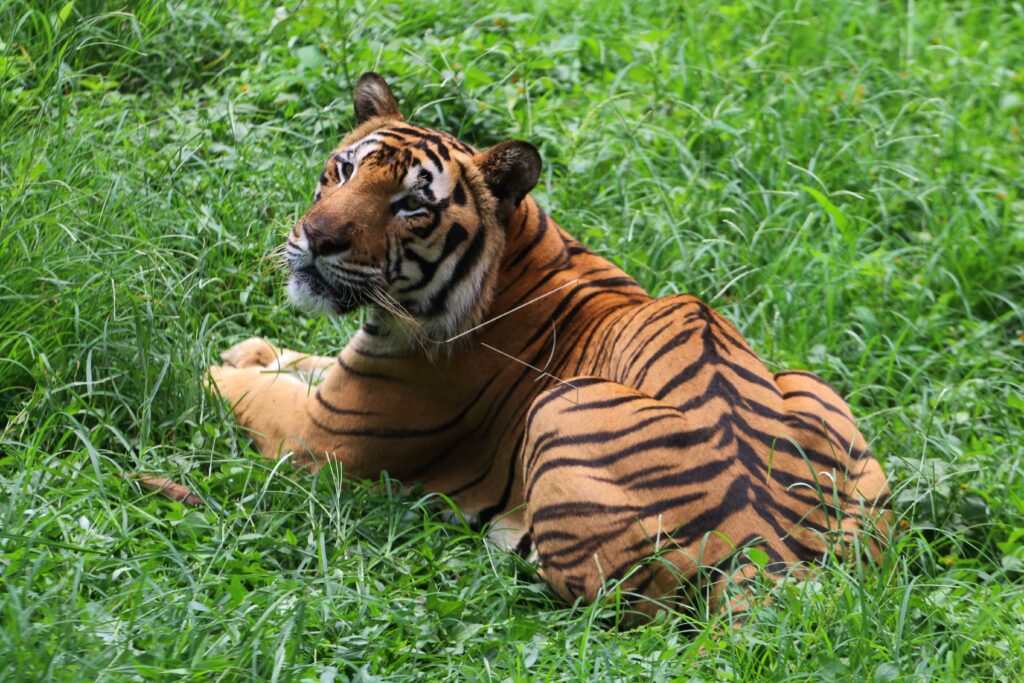 HARIMAU BENGGALA