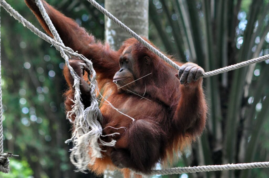 SUMATRAN ORANGUTAN
