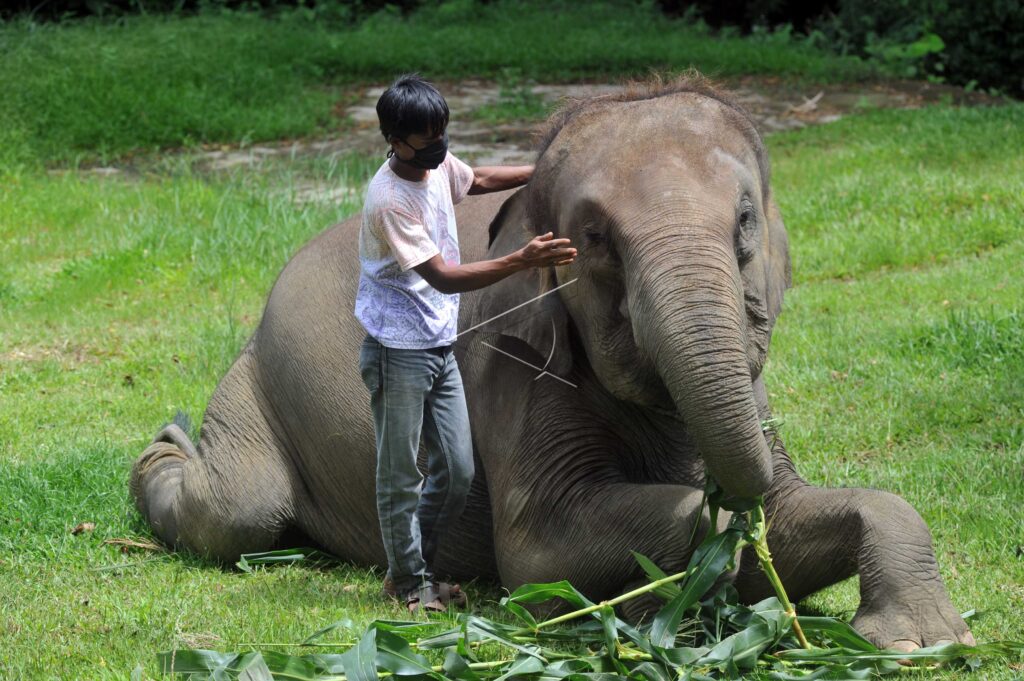 KONDISI SATWA DI KEBUN BINATANG BUKITTINGGI