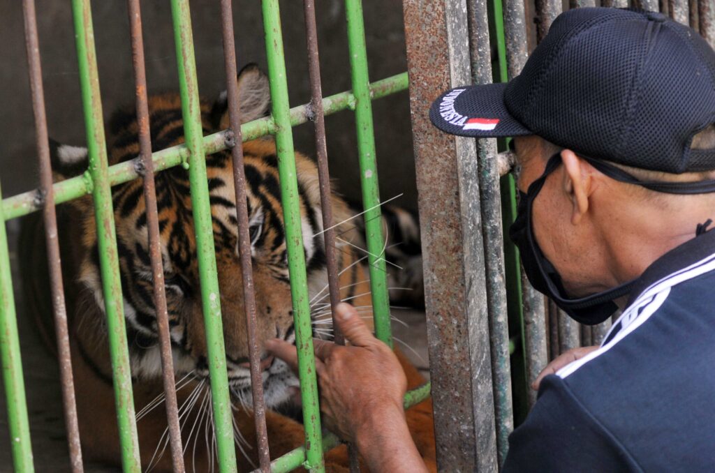 KONDISI SATWA DI KEBUN BINATANG BUKITTINGGI