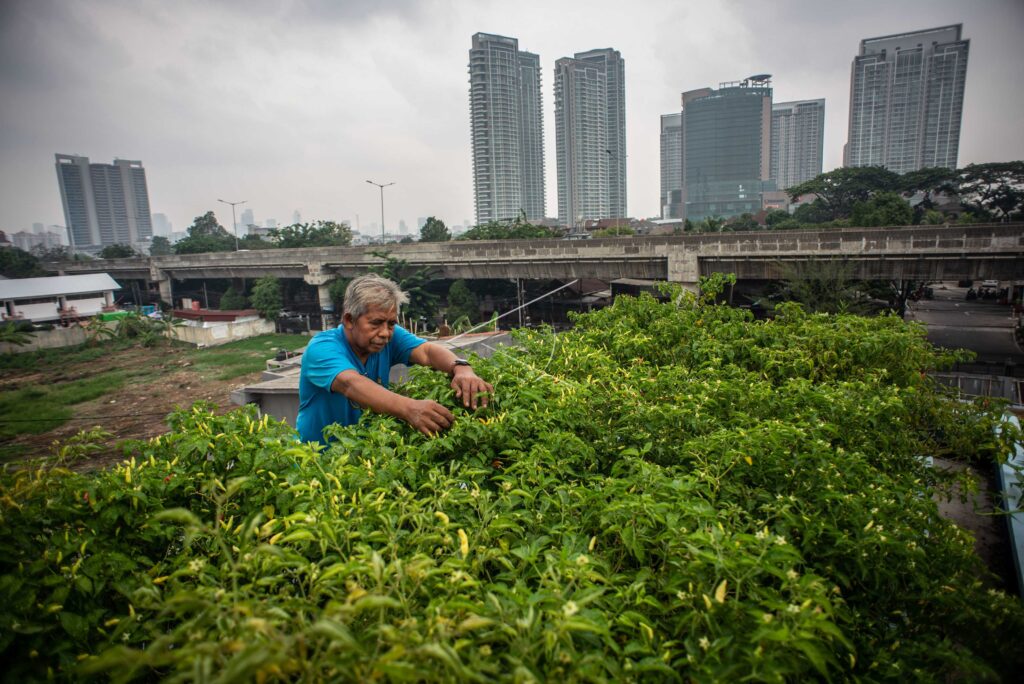 URBAN AGRICULTURE CONCEPTS