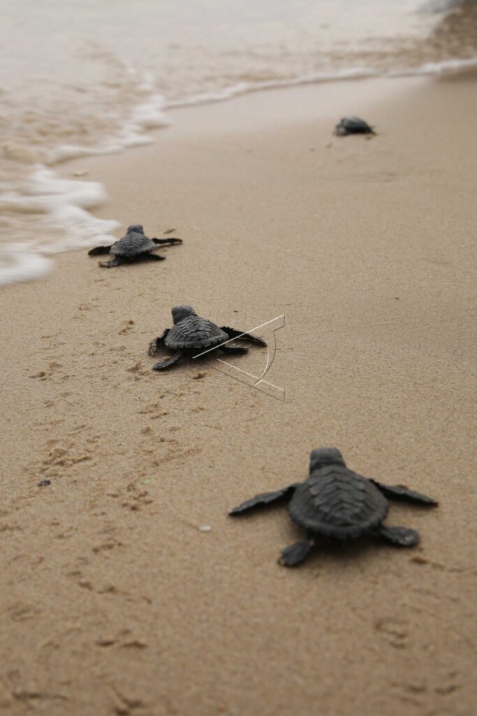 BABY OLIVE RIDLEY SEA TURTLES