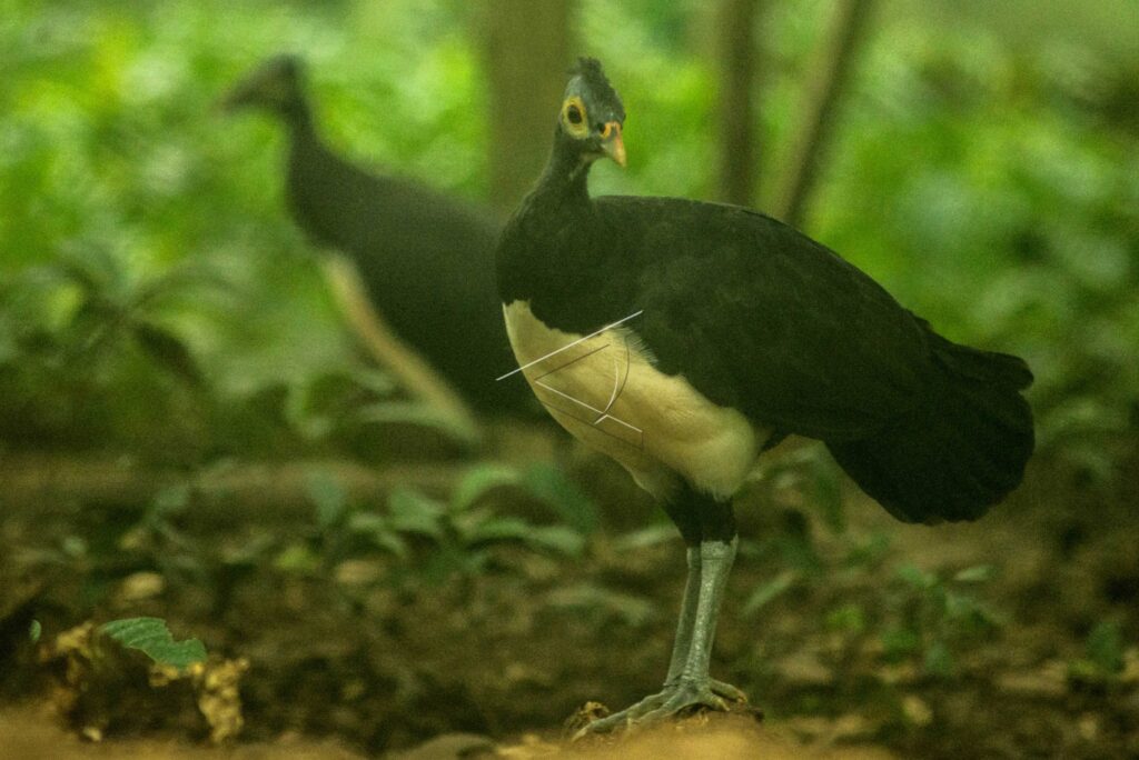 MALEO BIRDS