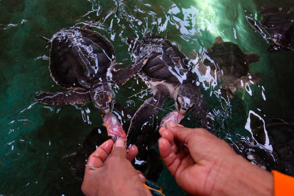 OLIVE RIDLEY SEA TURTLE CONSERVATION