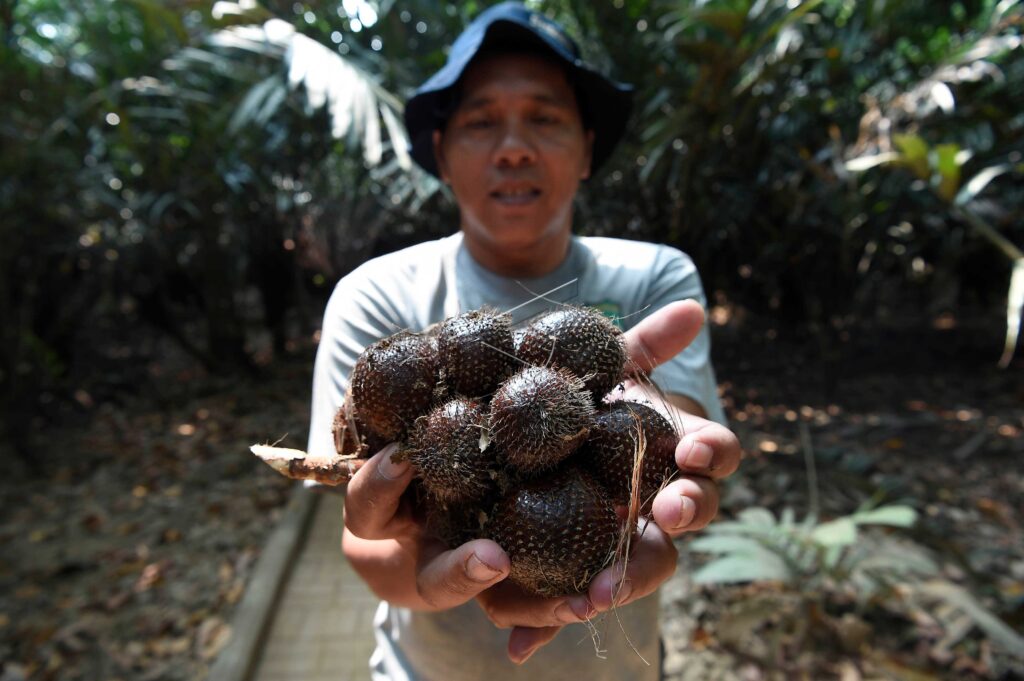 KONSERVASI SALAK CONDET JAKARTA