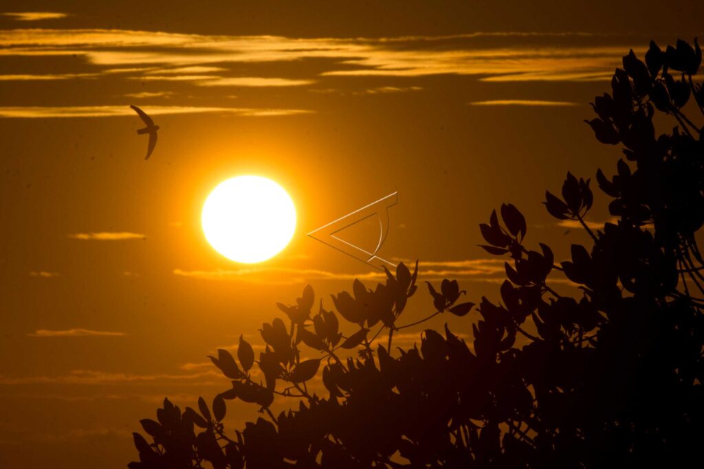 BIRD AT KARANGSEWU BEACH