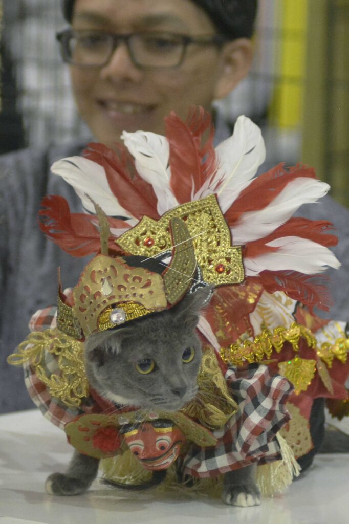 CAT COSTUME CONTEST