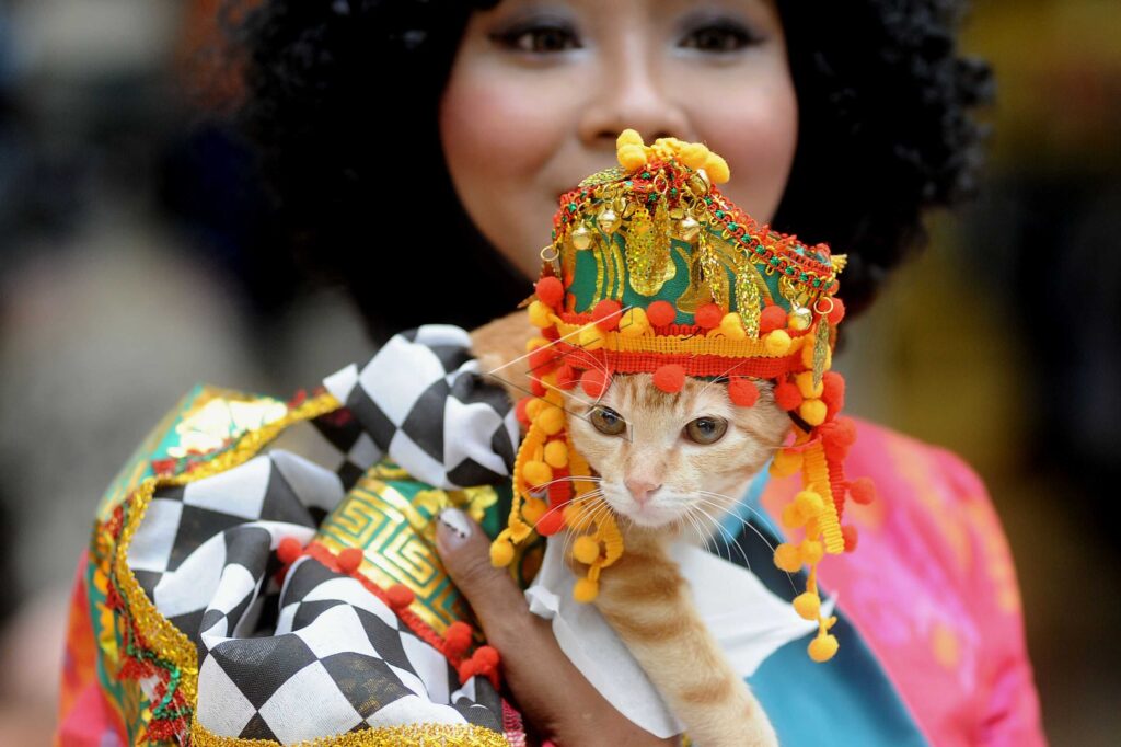CAT COSTUME CONTEST