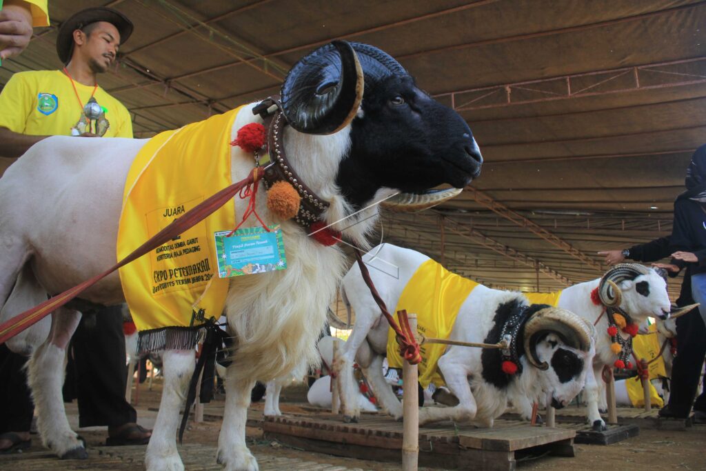 CATTLE CONTEST